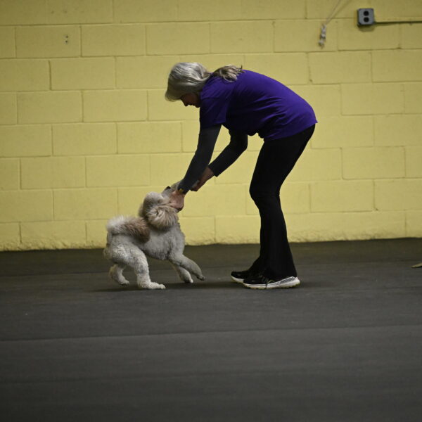 Papango-Bieber-12158