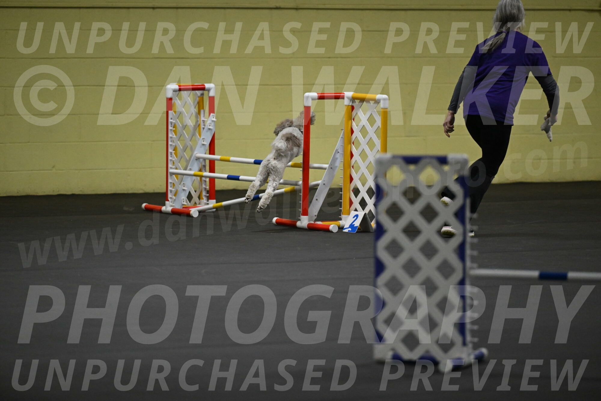 Papango-Bieber-12159