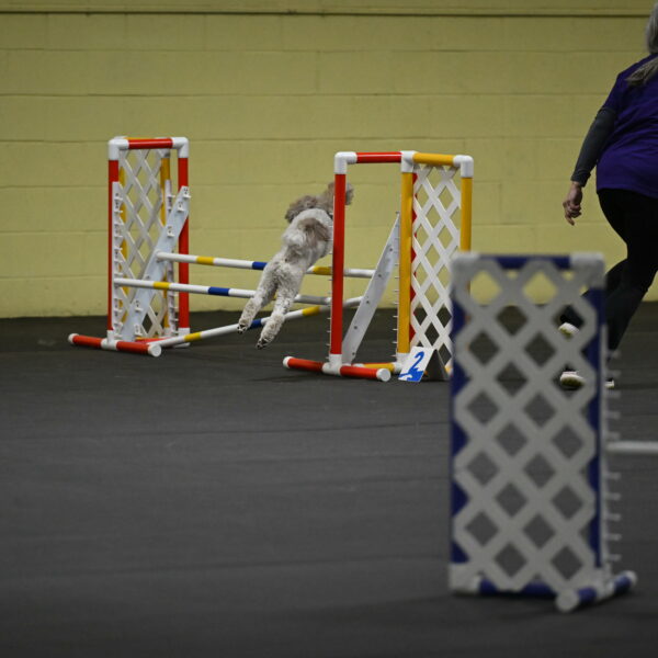 Papango-Bieber-12159