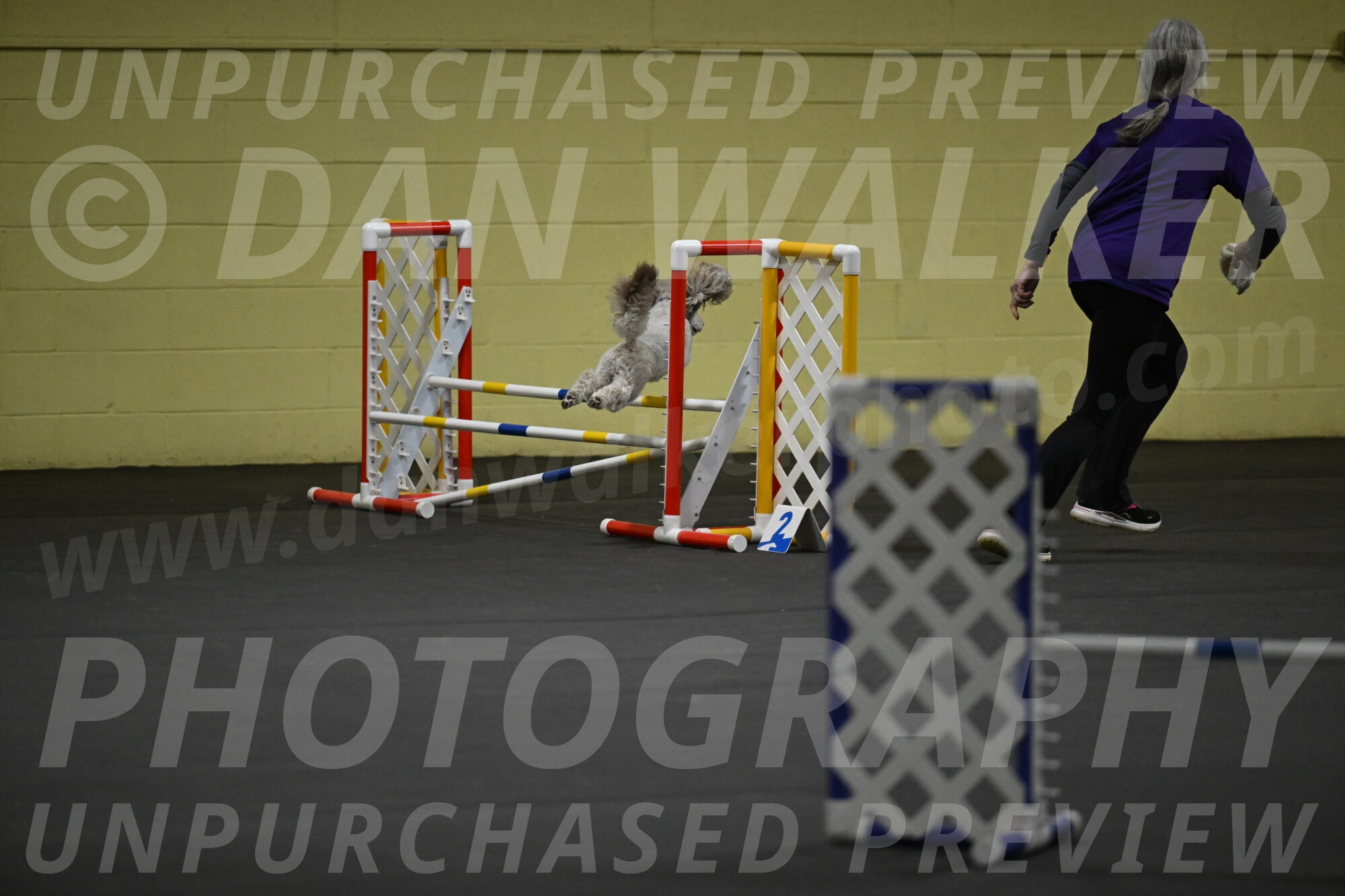 Papango-Bieber-12160