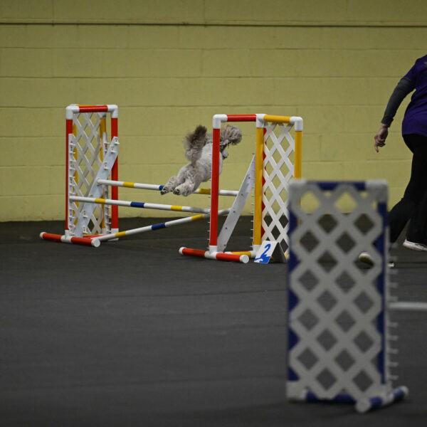 Papango-Bieber-12160