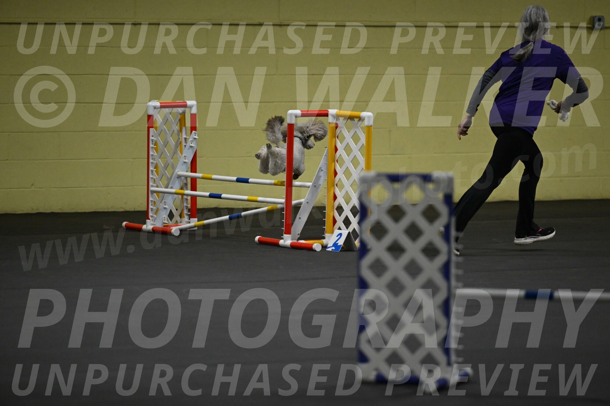 Papango-Bieber-12161