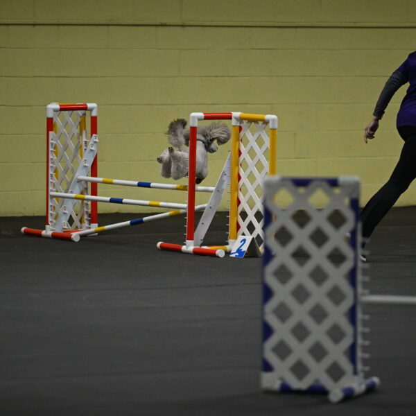 Papango-Bieber-12161