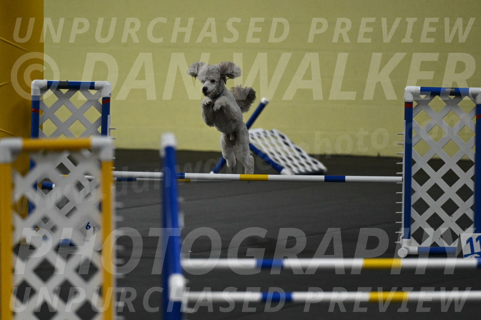 Papango-Bieber-12162