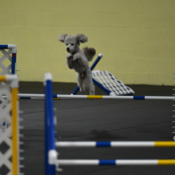 Papango-Bieber-12162