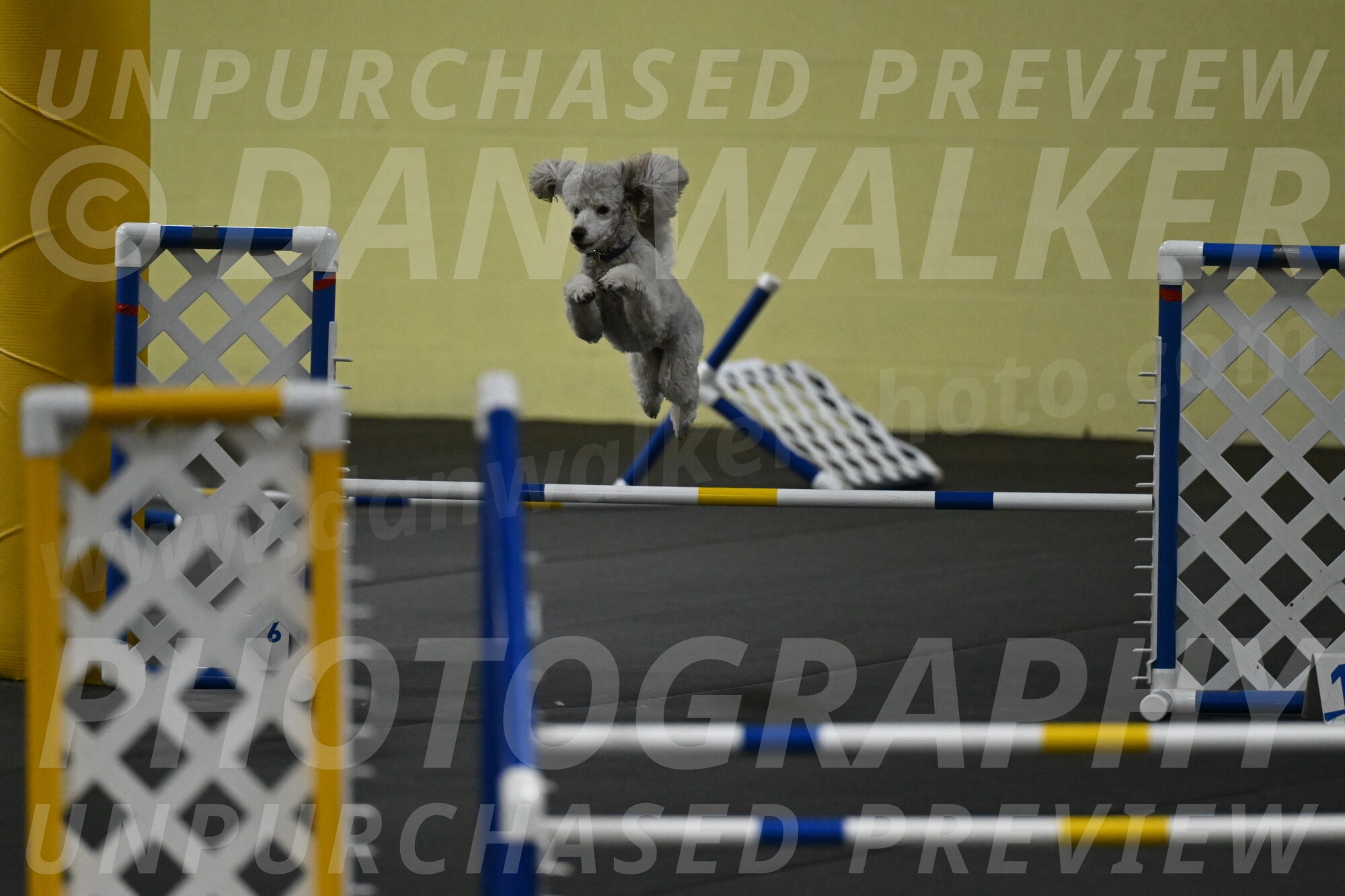 Papango-Bieber-12163