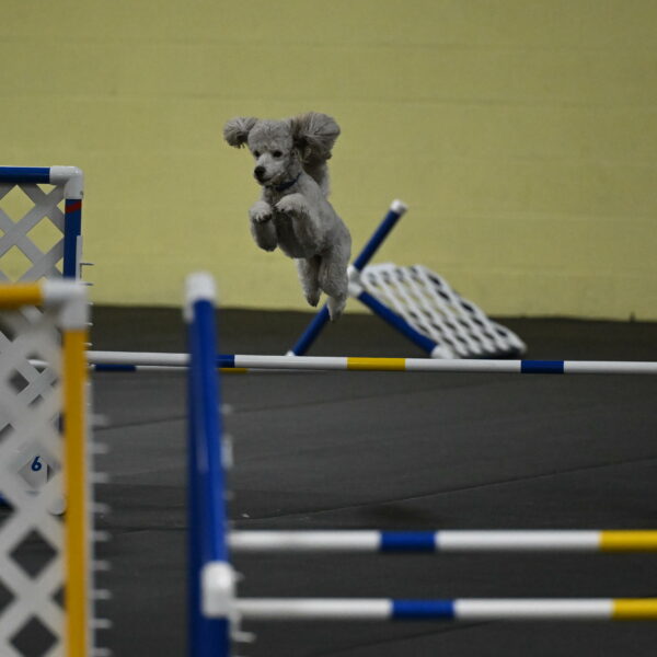 Papango-Bieber-12163