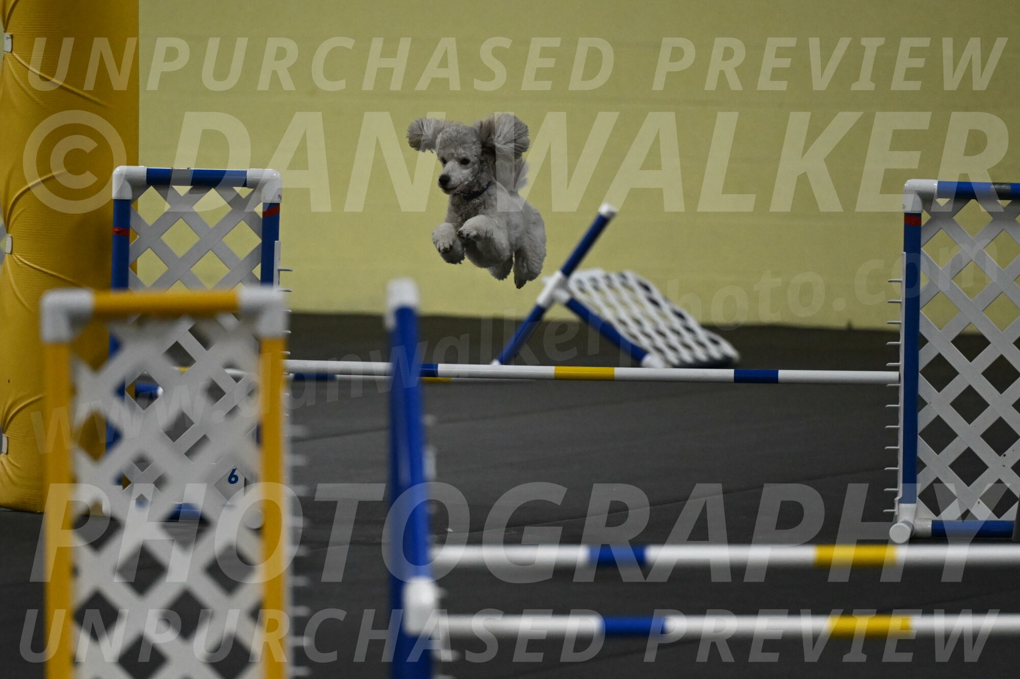 Papango-Bieber-12164