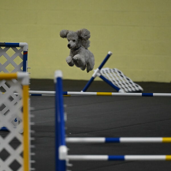 Papango-Bieber-12164