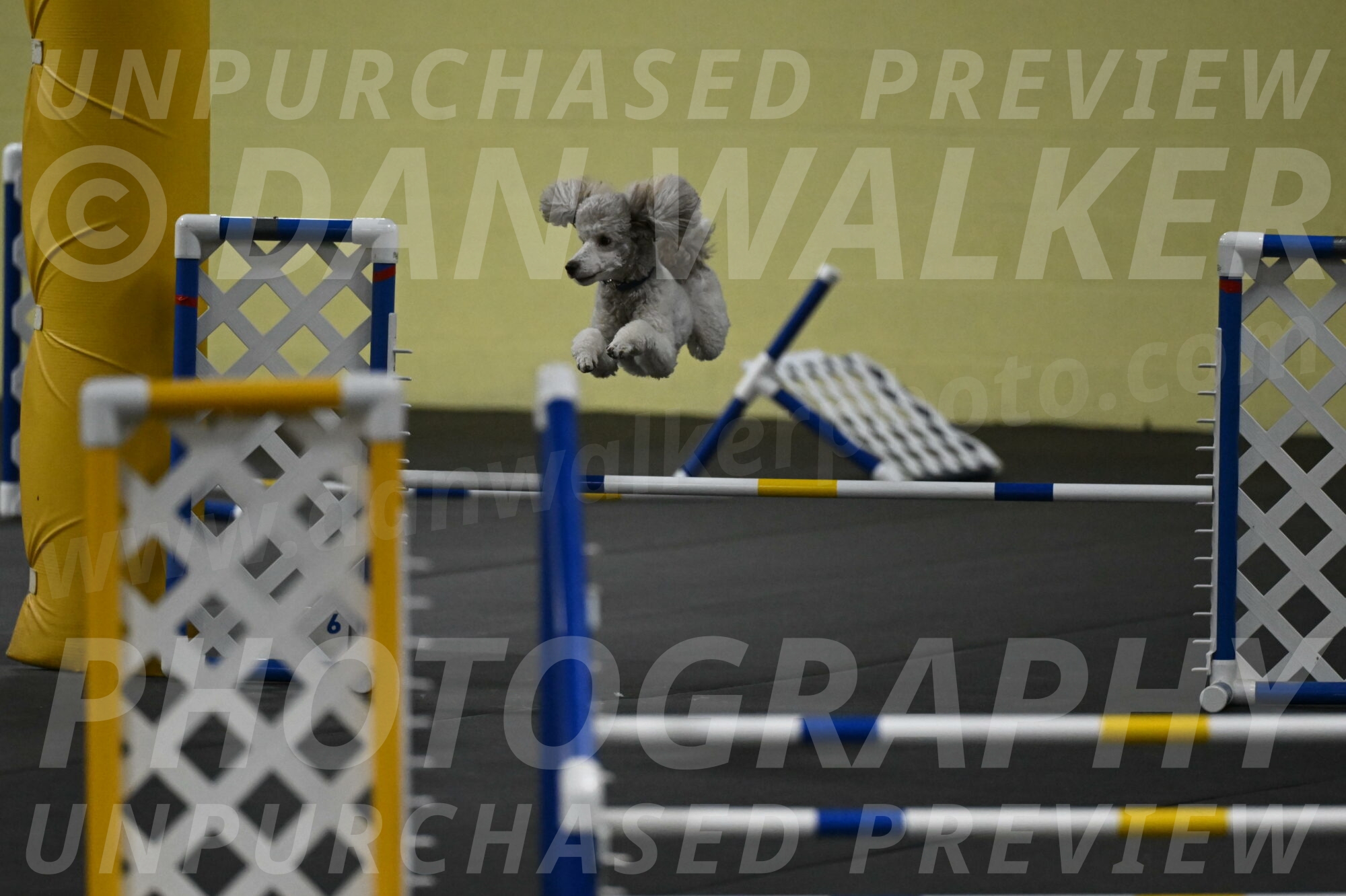 Papango-Bieber-12165