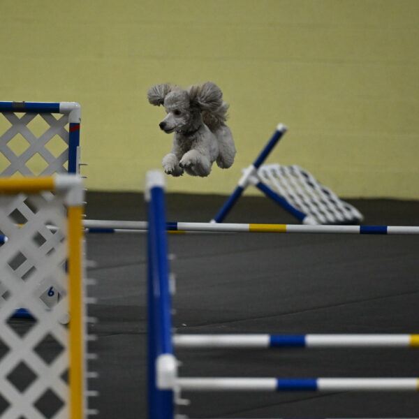 Papango-Bieber-12165