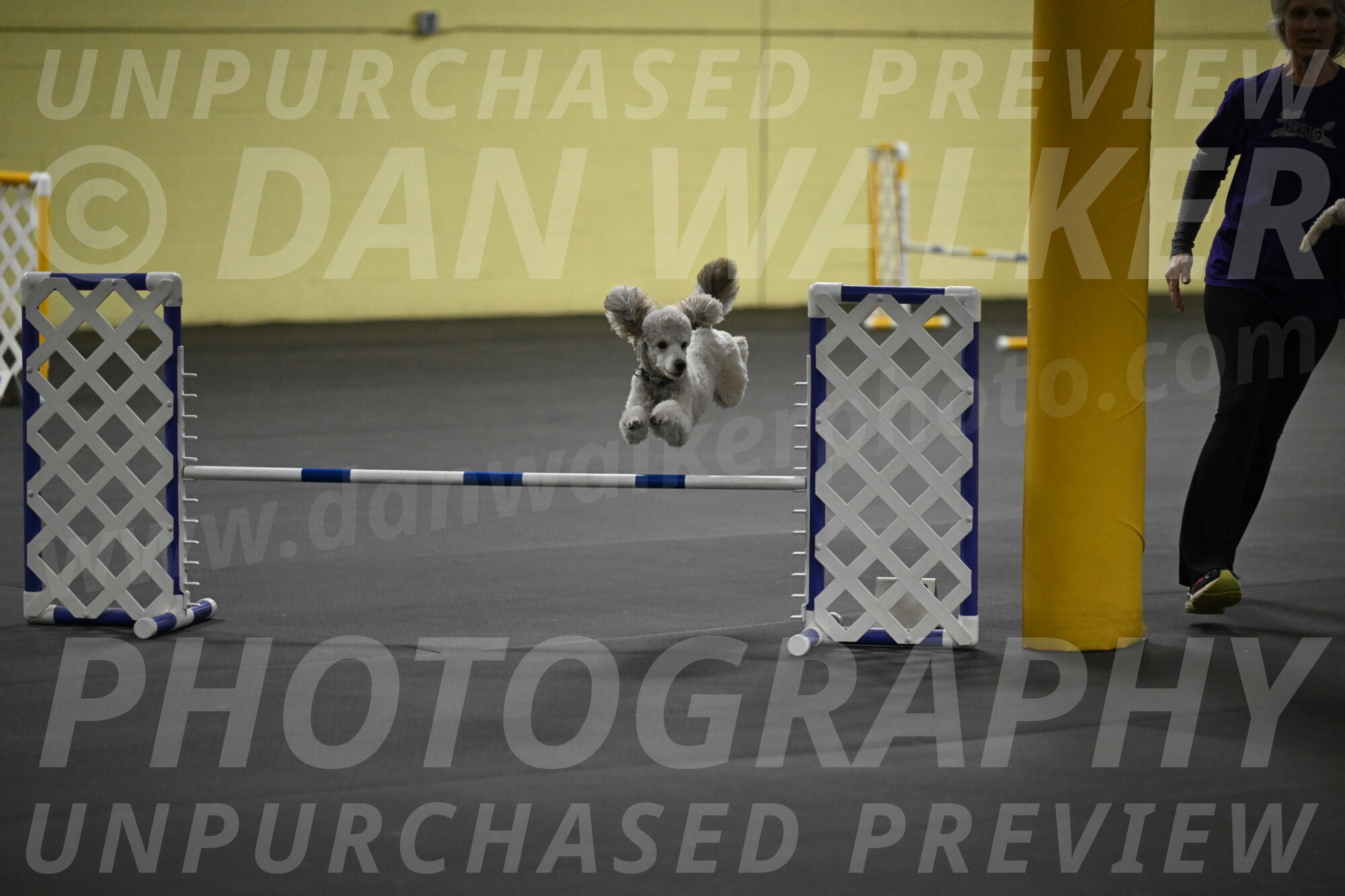 Papango-Bieber-12170