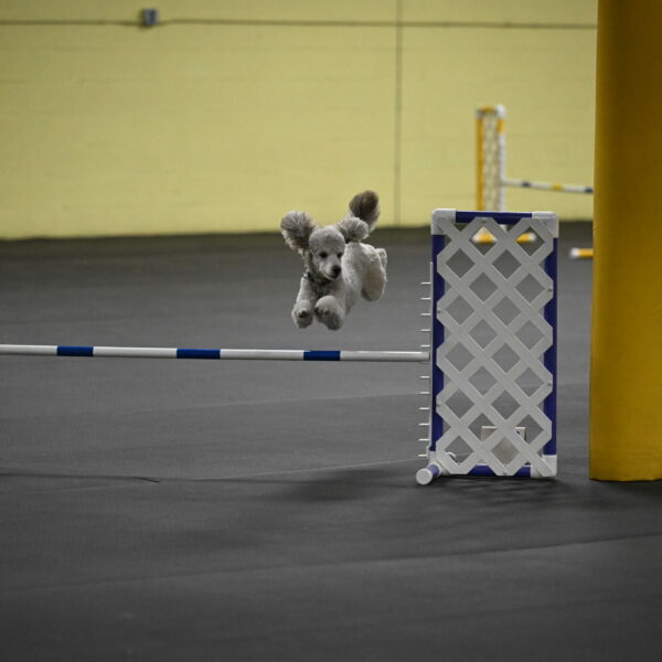 Papango-Bieber-12170