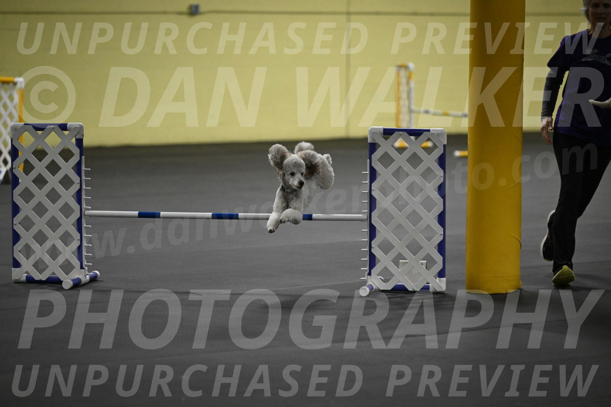 Papango-Bieber-12171