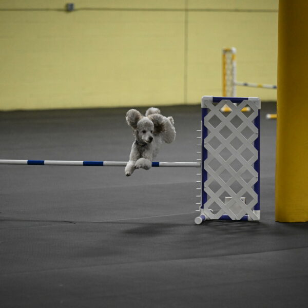 Papango-Bieber-12171