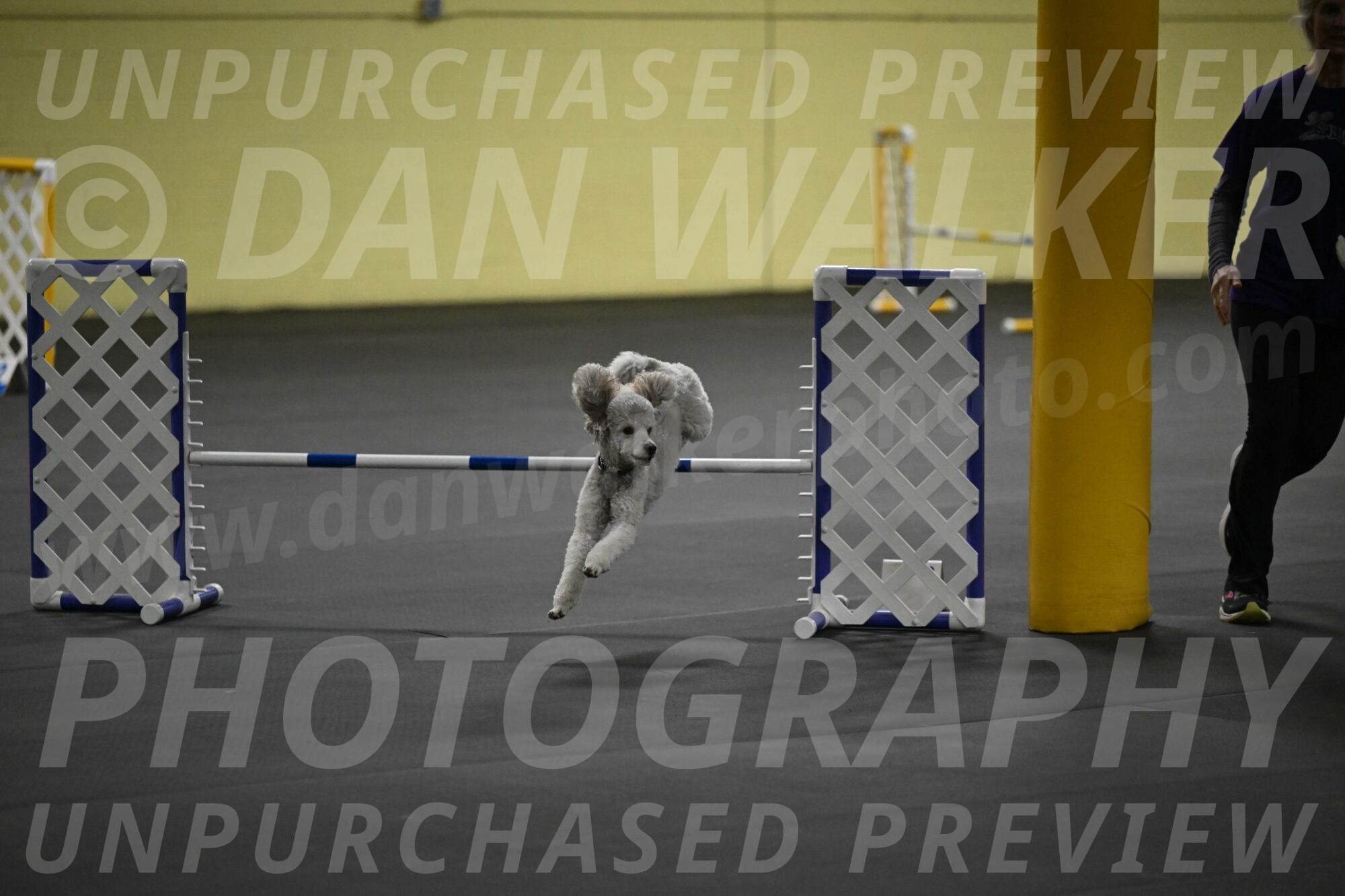 Papango-Bieber-12172