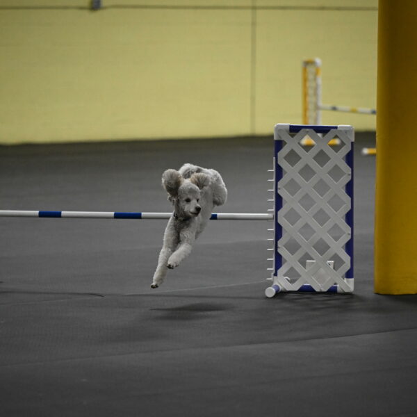 Papango-Bieber-12172