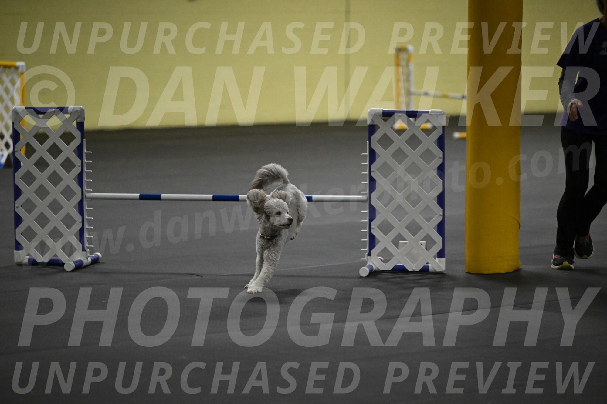 Papango-Bieber-12173