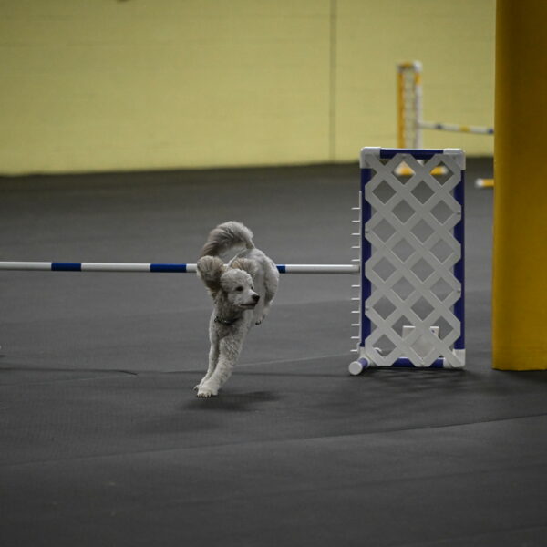 Papango-Bieber-12173