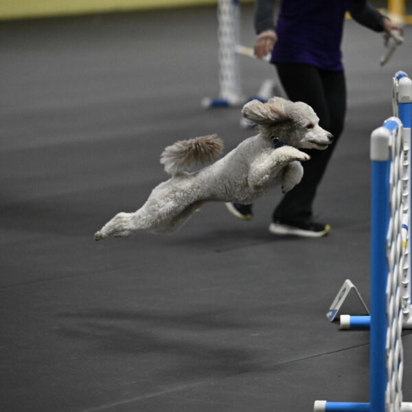 Papango-Bieber-12174