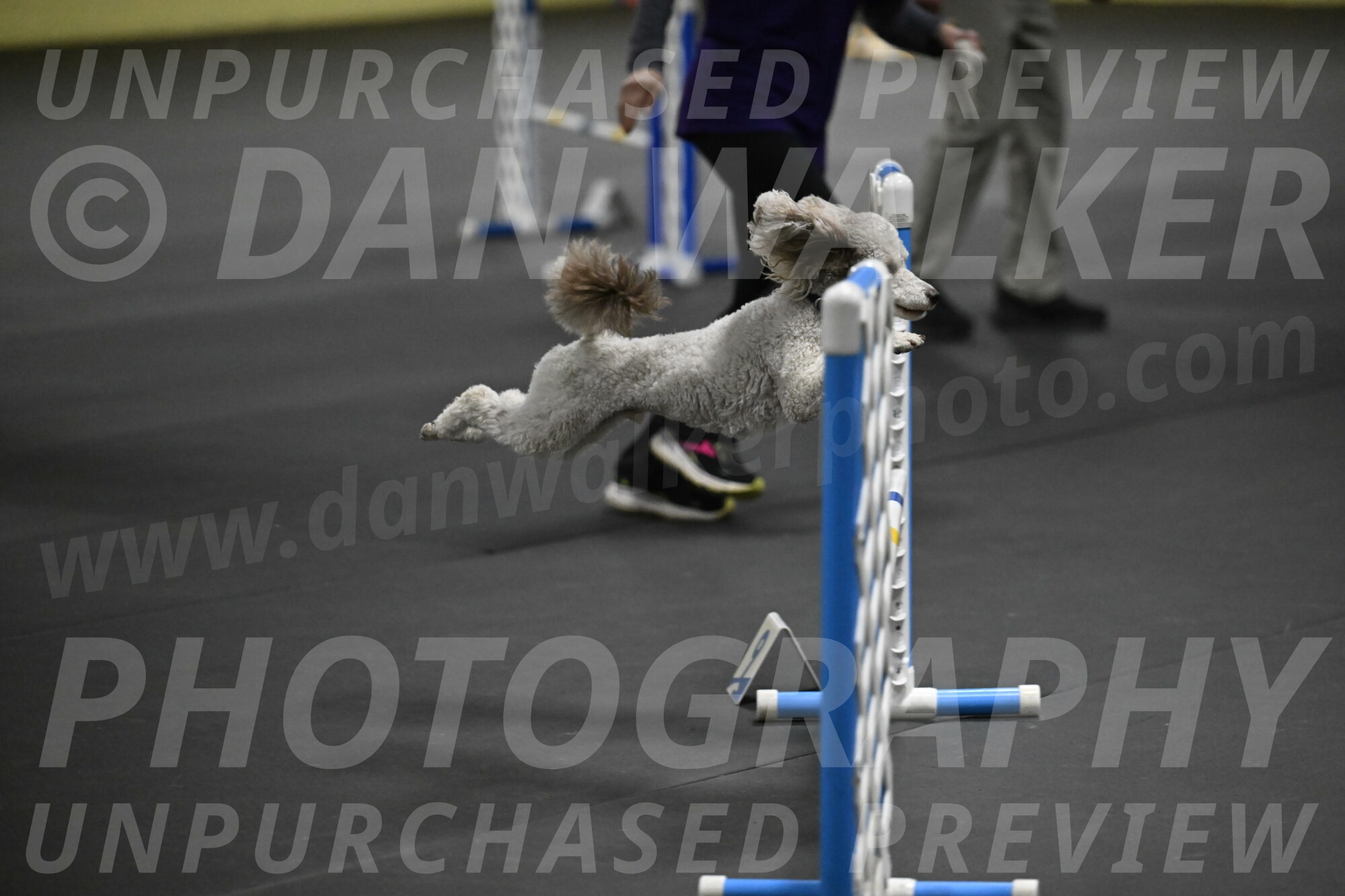 Papango-Bieber-12175