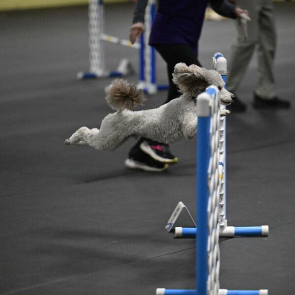 Papango-Bieber-12175