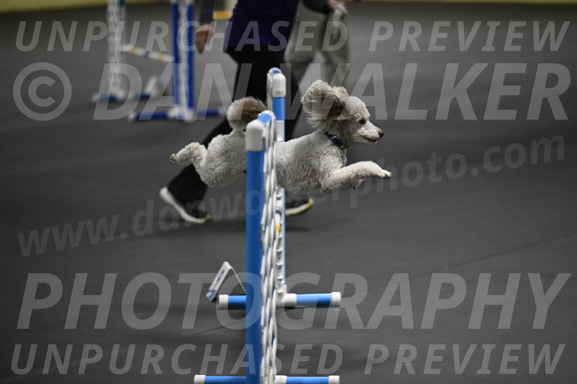 Papango-Bieber-12176