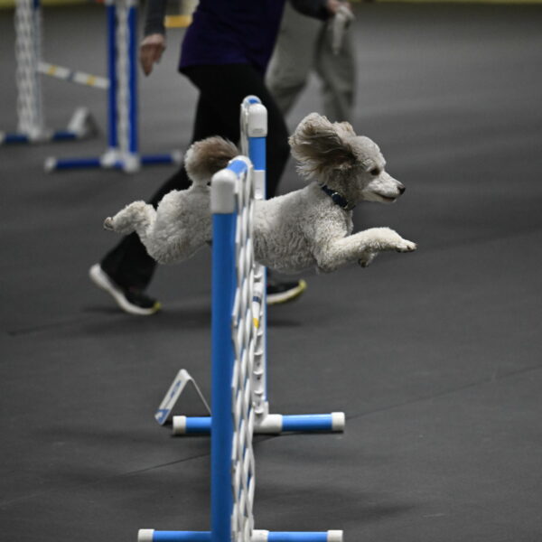 Papango-Bieber-12176