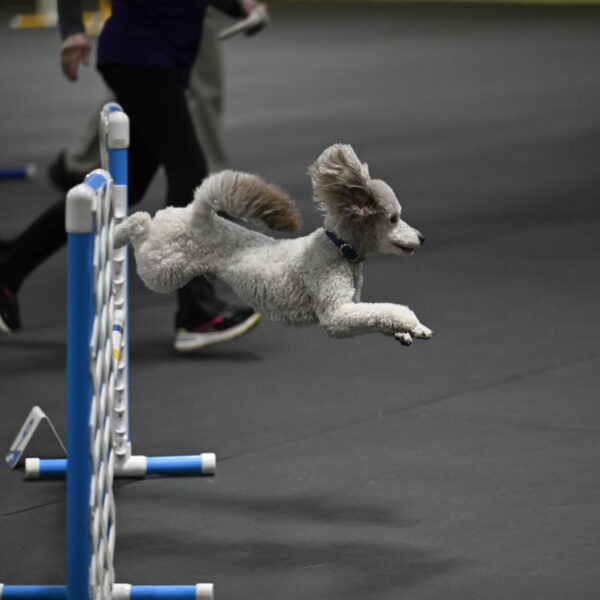 Papango-Bieber-12177