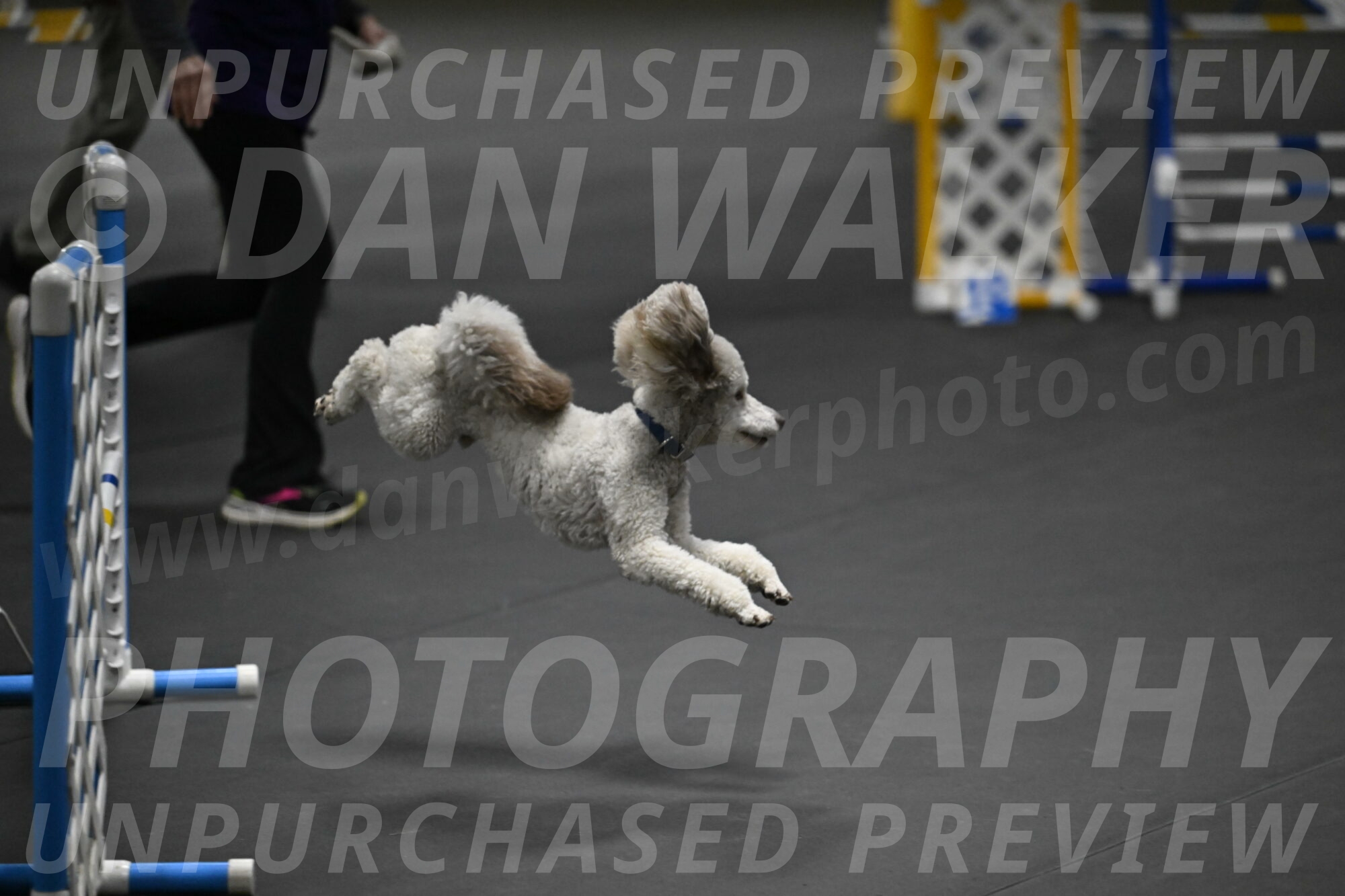 Papango-Bieber-12178