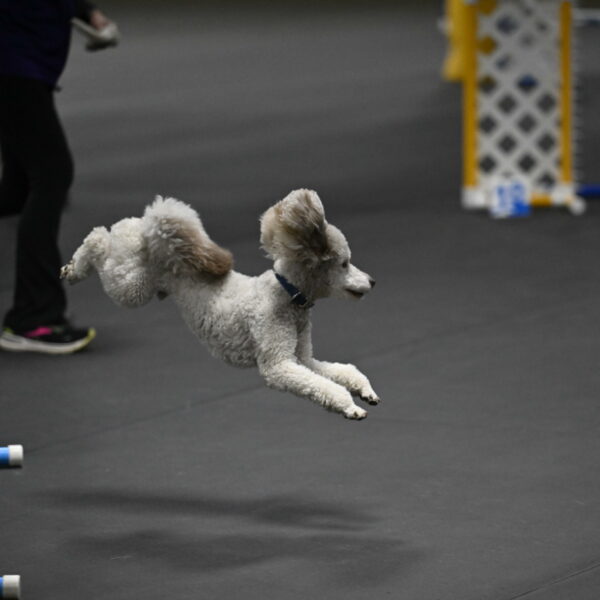 Papango-Bieber-12178