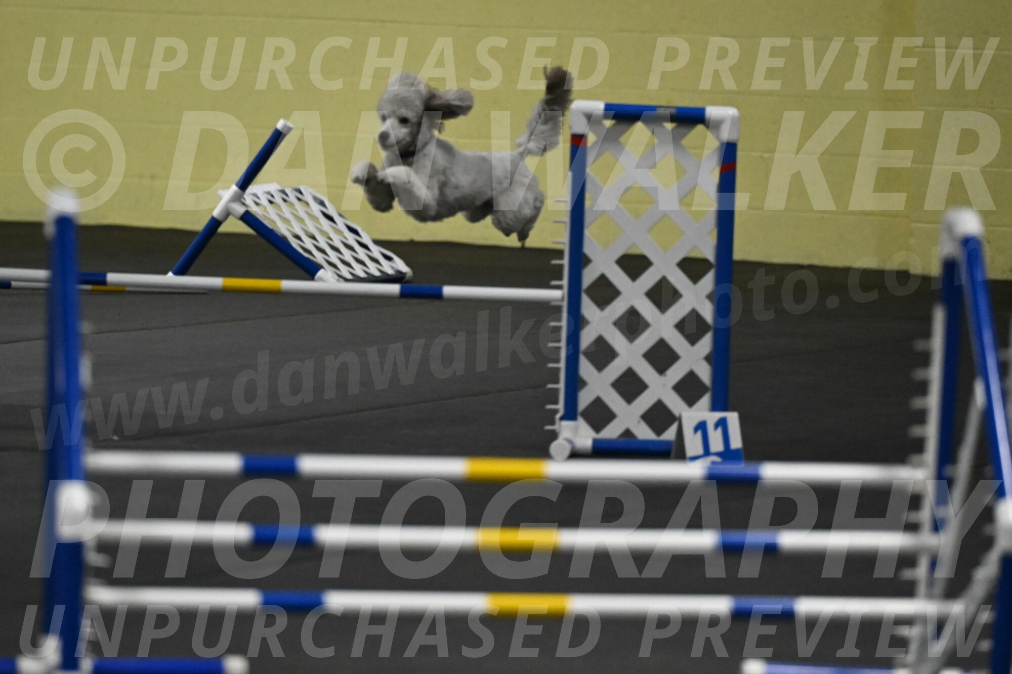 Papango-Bieber-12180