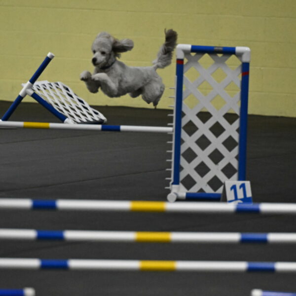 Papango-Bieber-12180