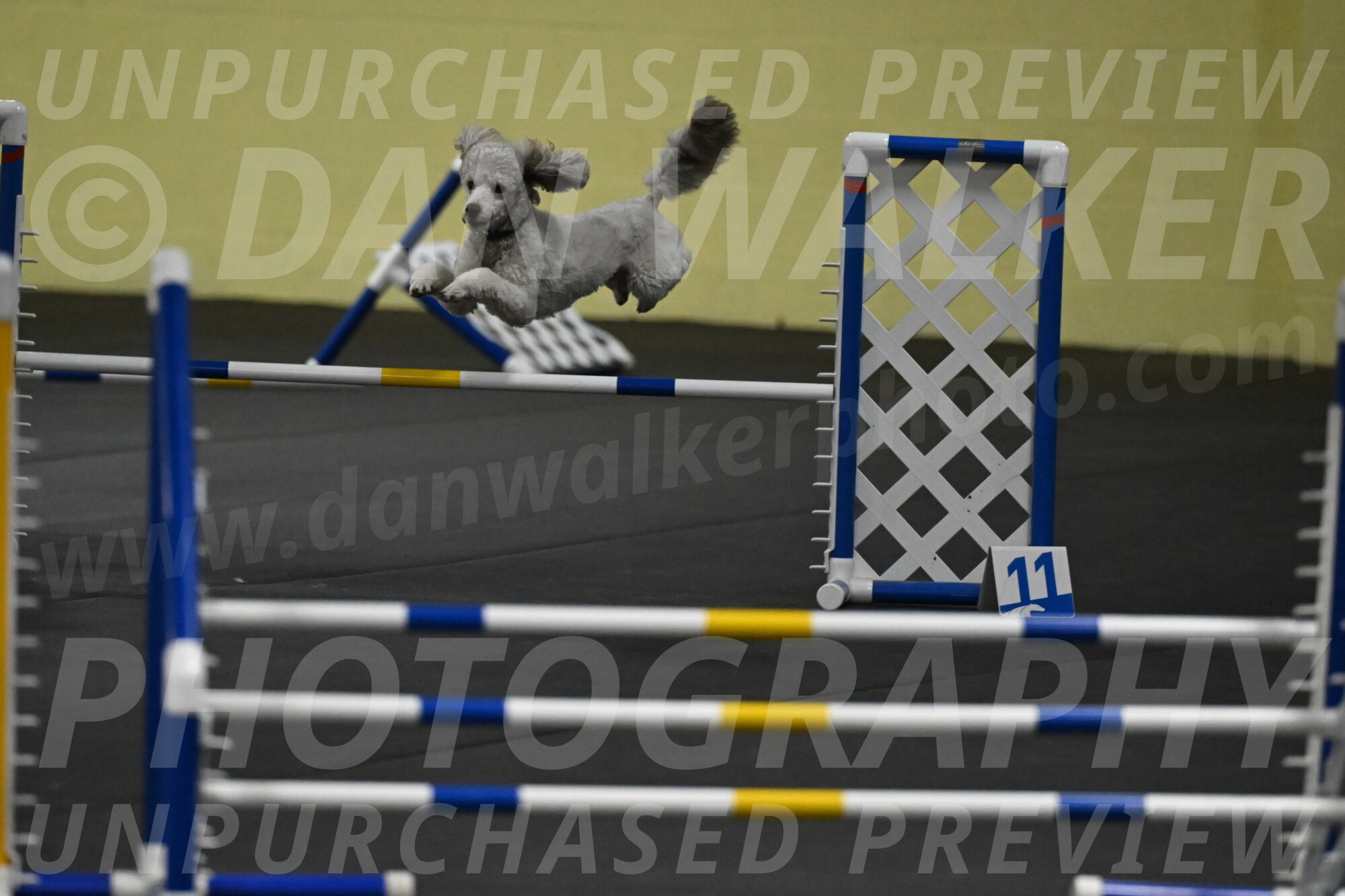 Papango-Bieber-12181