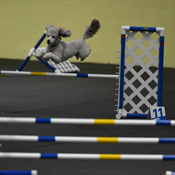 Papango-Bieber-12181