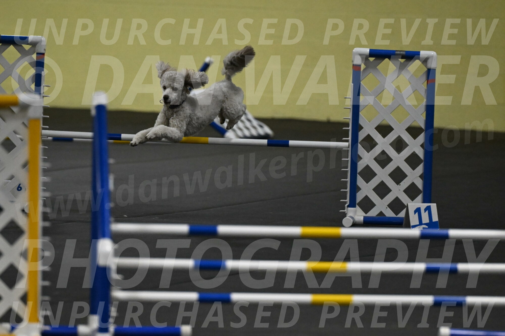 Papango-Bieber-12182