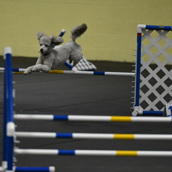 Papango-Bieber-12182