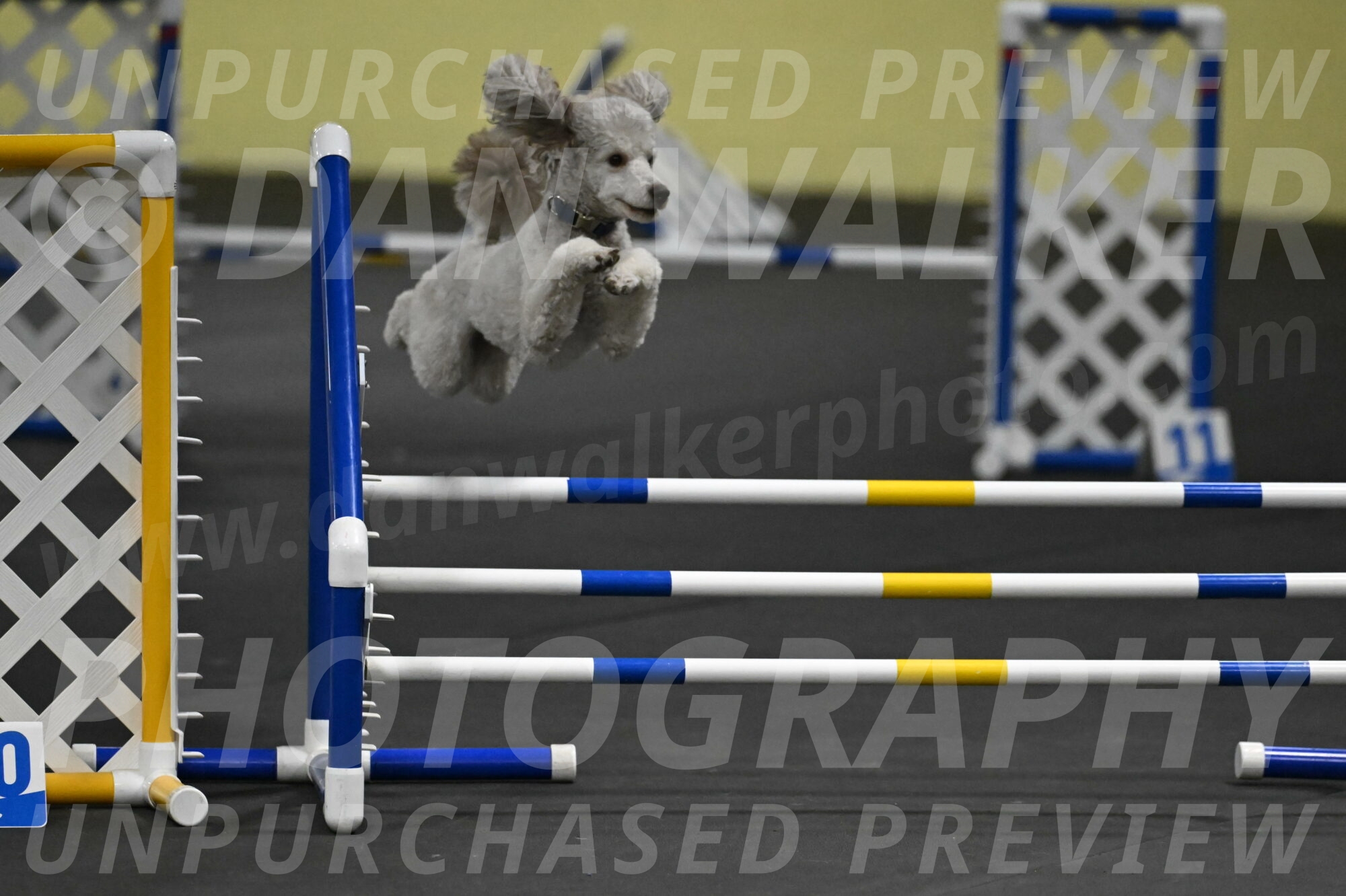 Papango-Bieber-12187