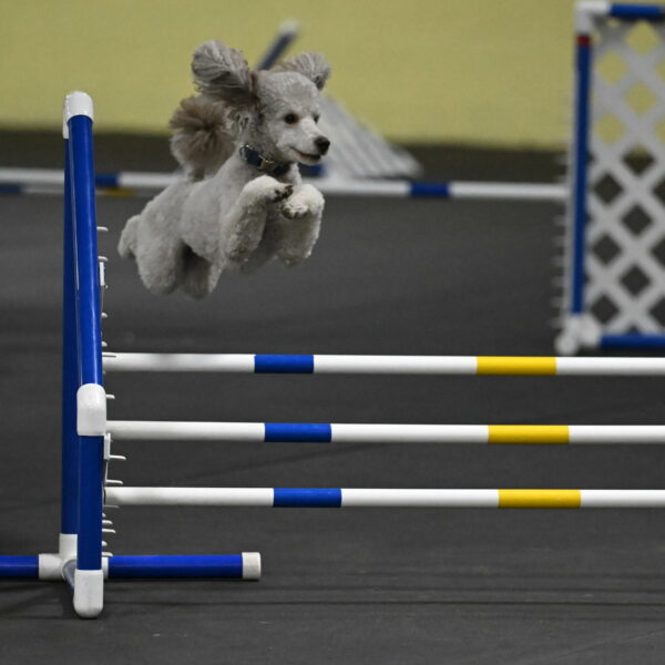 Papango-Bieber-12187