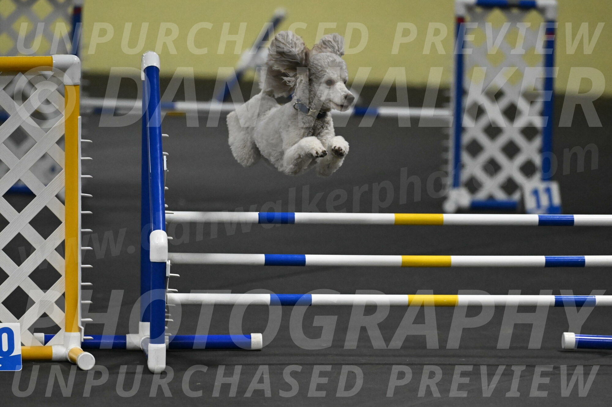 Papango-Bieber-12188