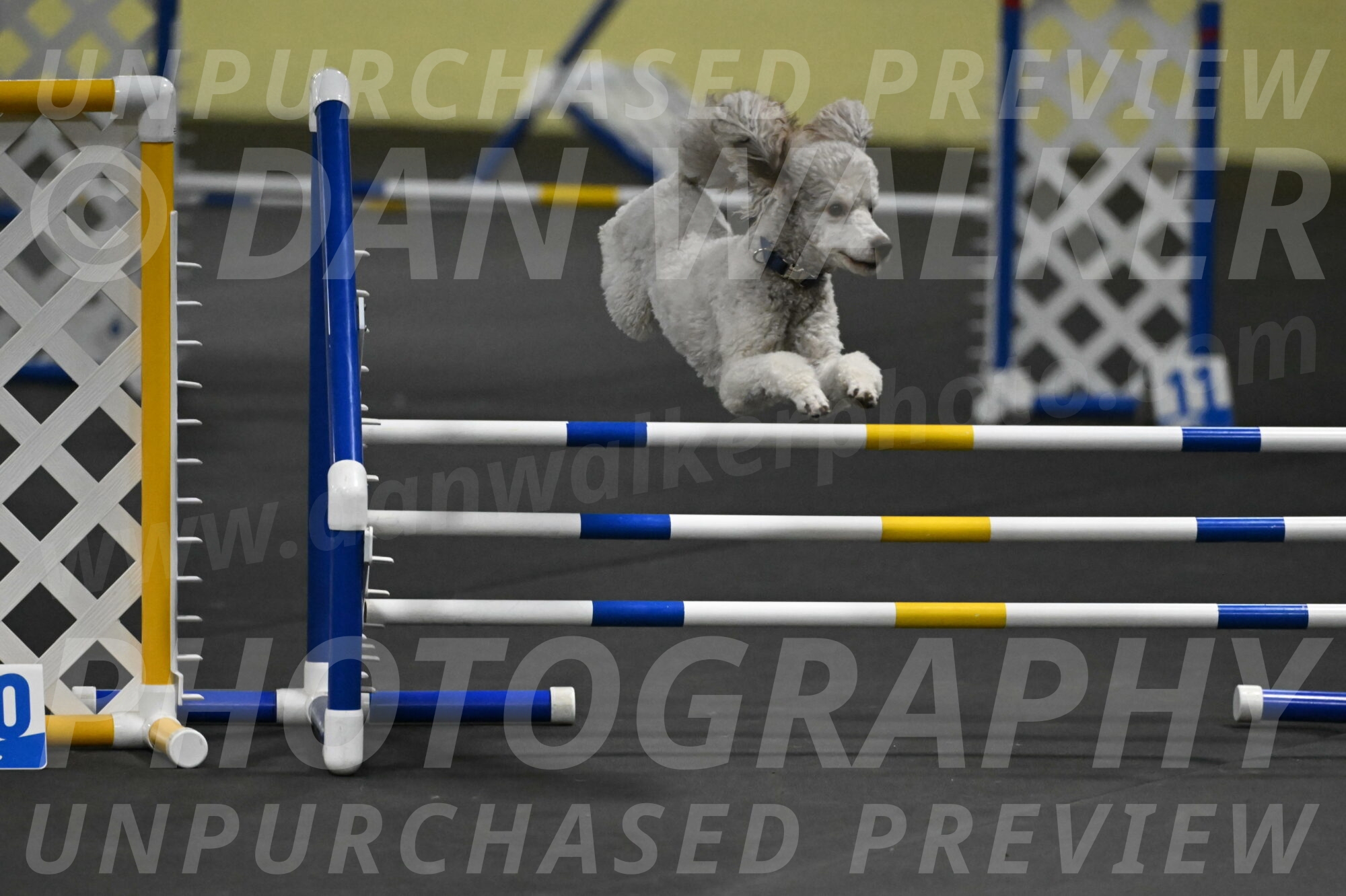 Papango-Bieber-12189