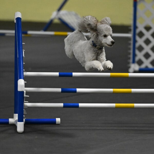 Papango-Bieber-12189