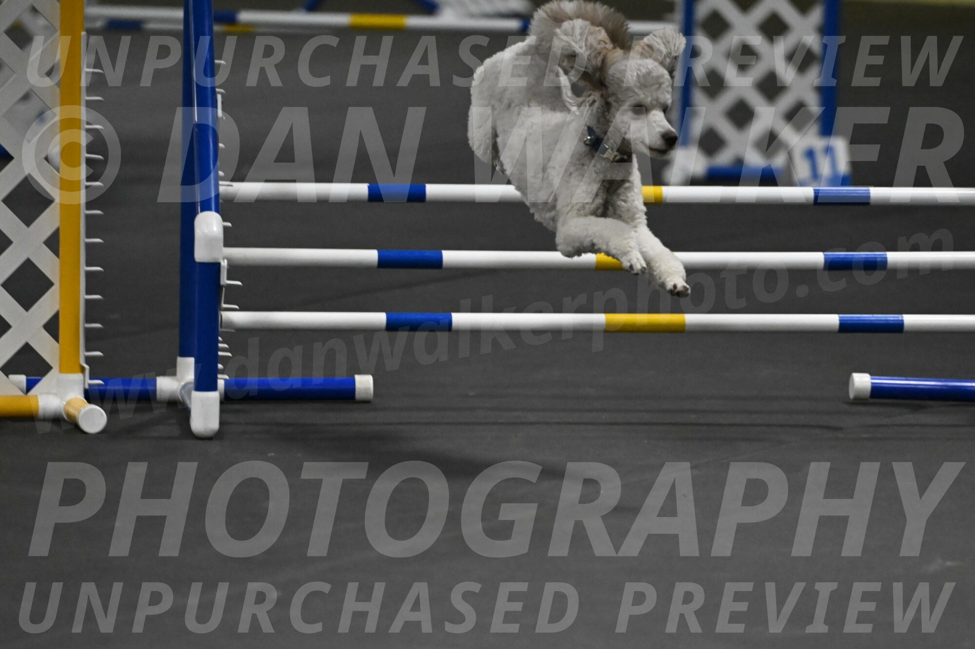 Papango-Bieber-12190