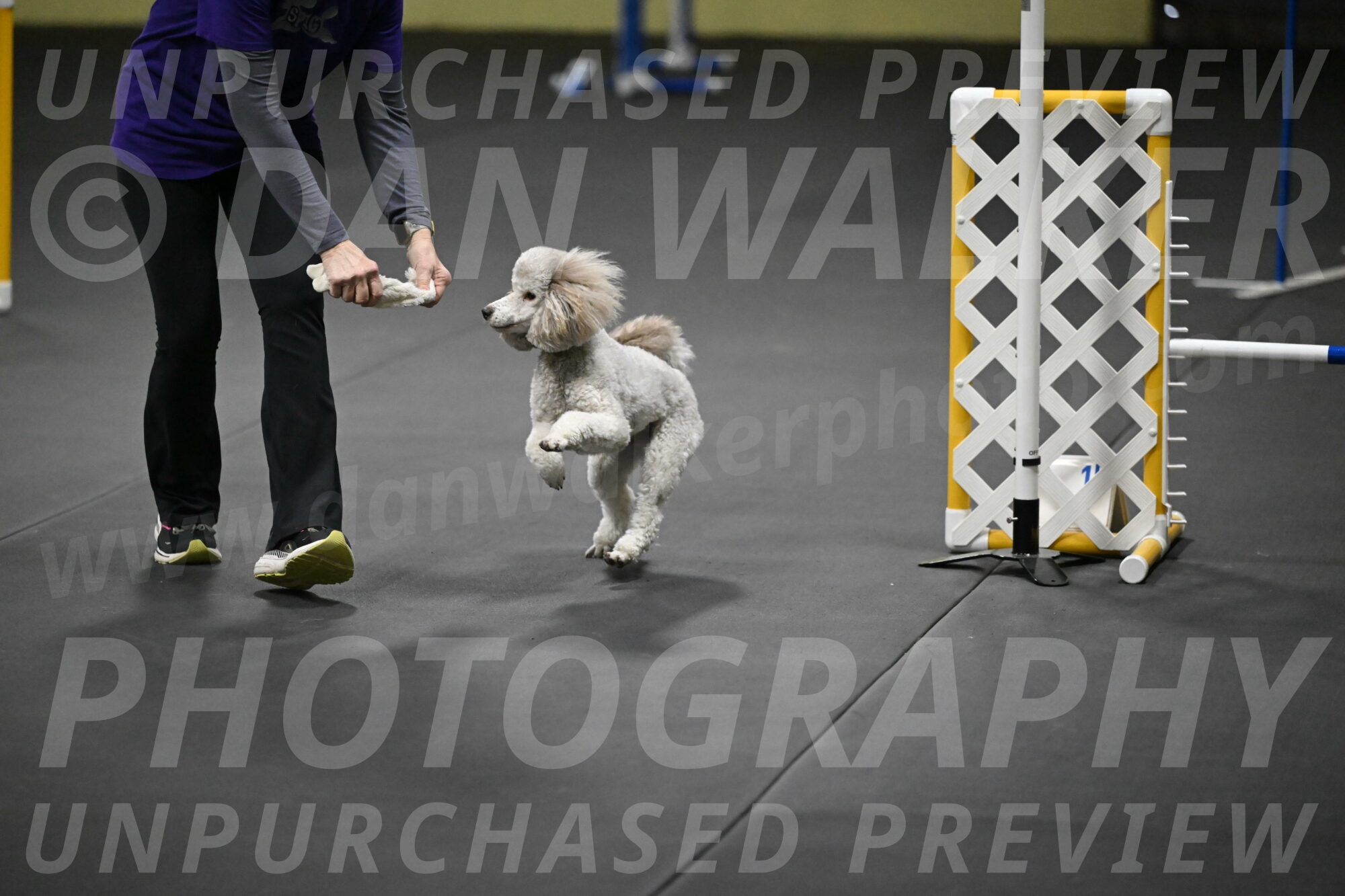 Papango-Bieber-12191