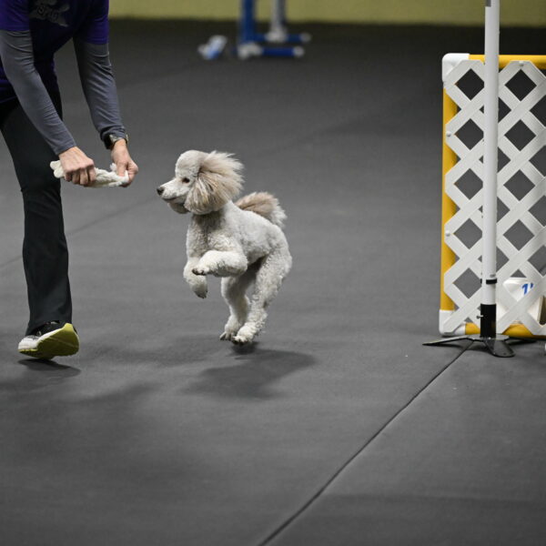 Papango-Bieber-12191