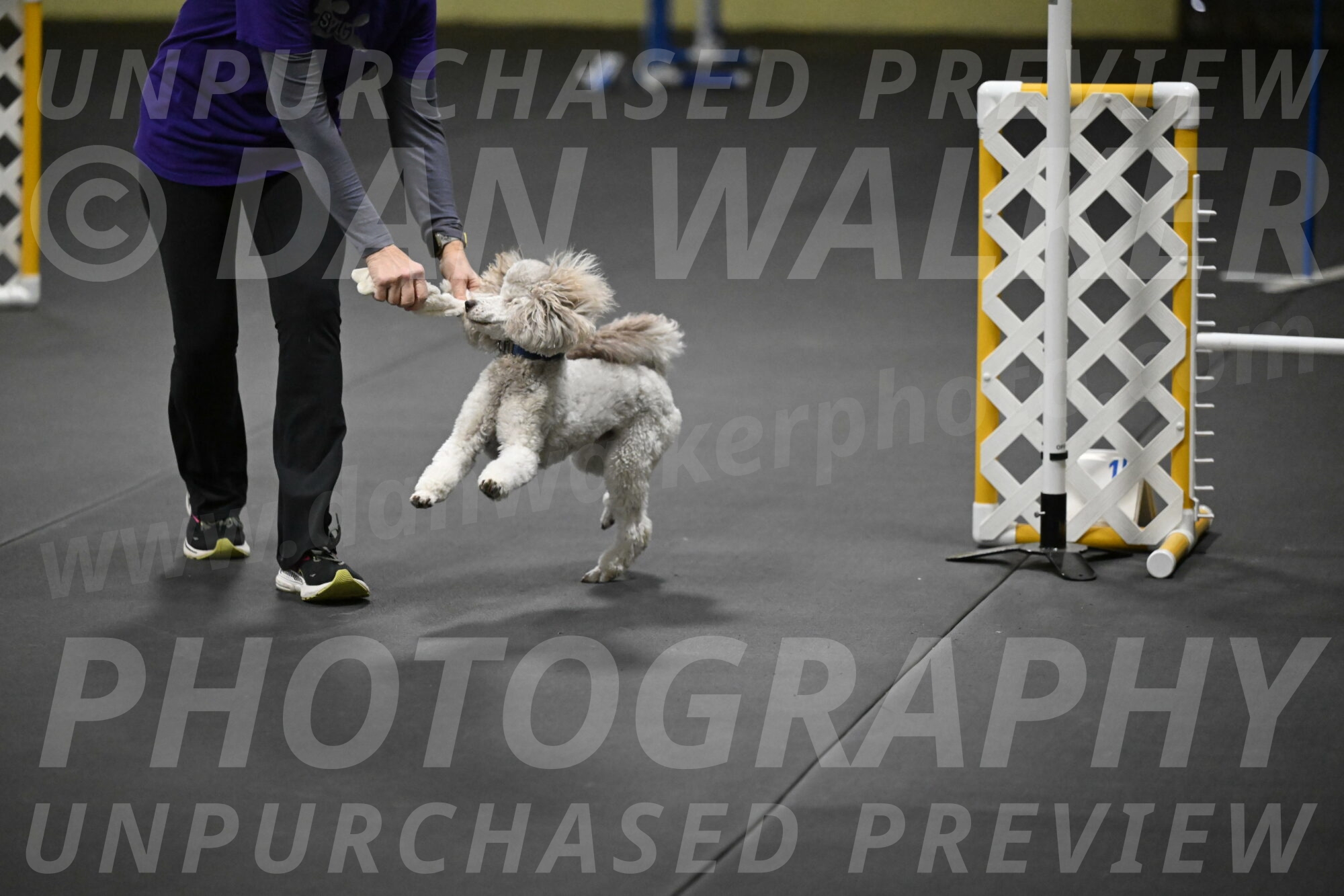 Papango-Bieber-12192