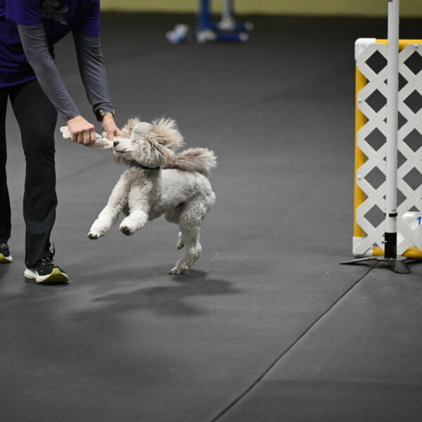 Papango-Bieber-12192