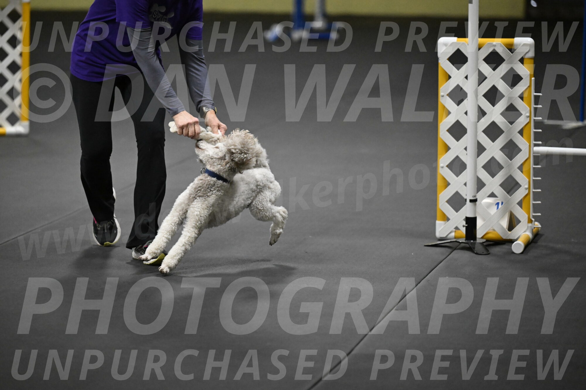 Papango-Bieber-12193