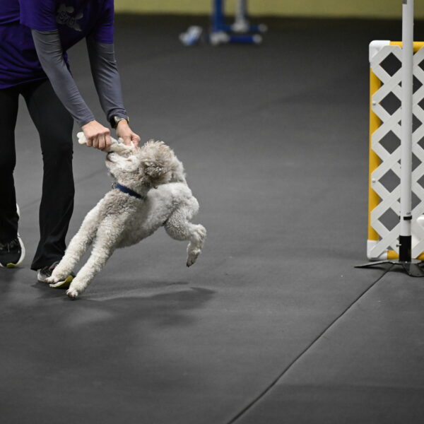 Papango-Bieber-12193