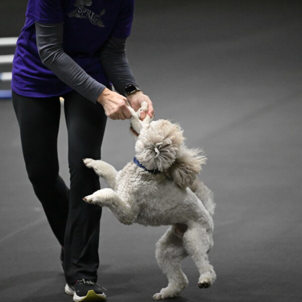 Papango-Bieber-12196